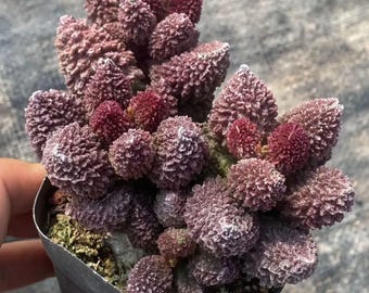 Rare Succulent Adromischus Herrei (Live Plant in 2.5" Pot)