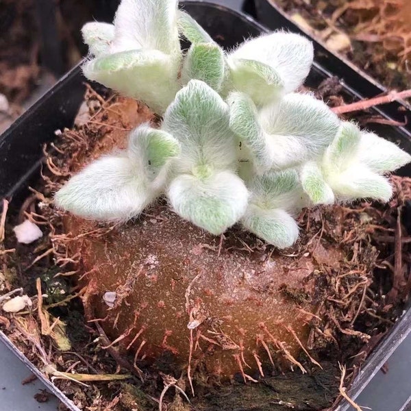 Sinningia Leucotricha 1.5”- 2”