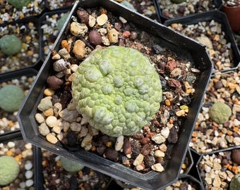 Rare Succulent Pseudolithos Migiurtinus - Live Unique Plant
