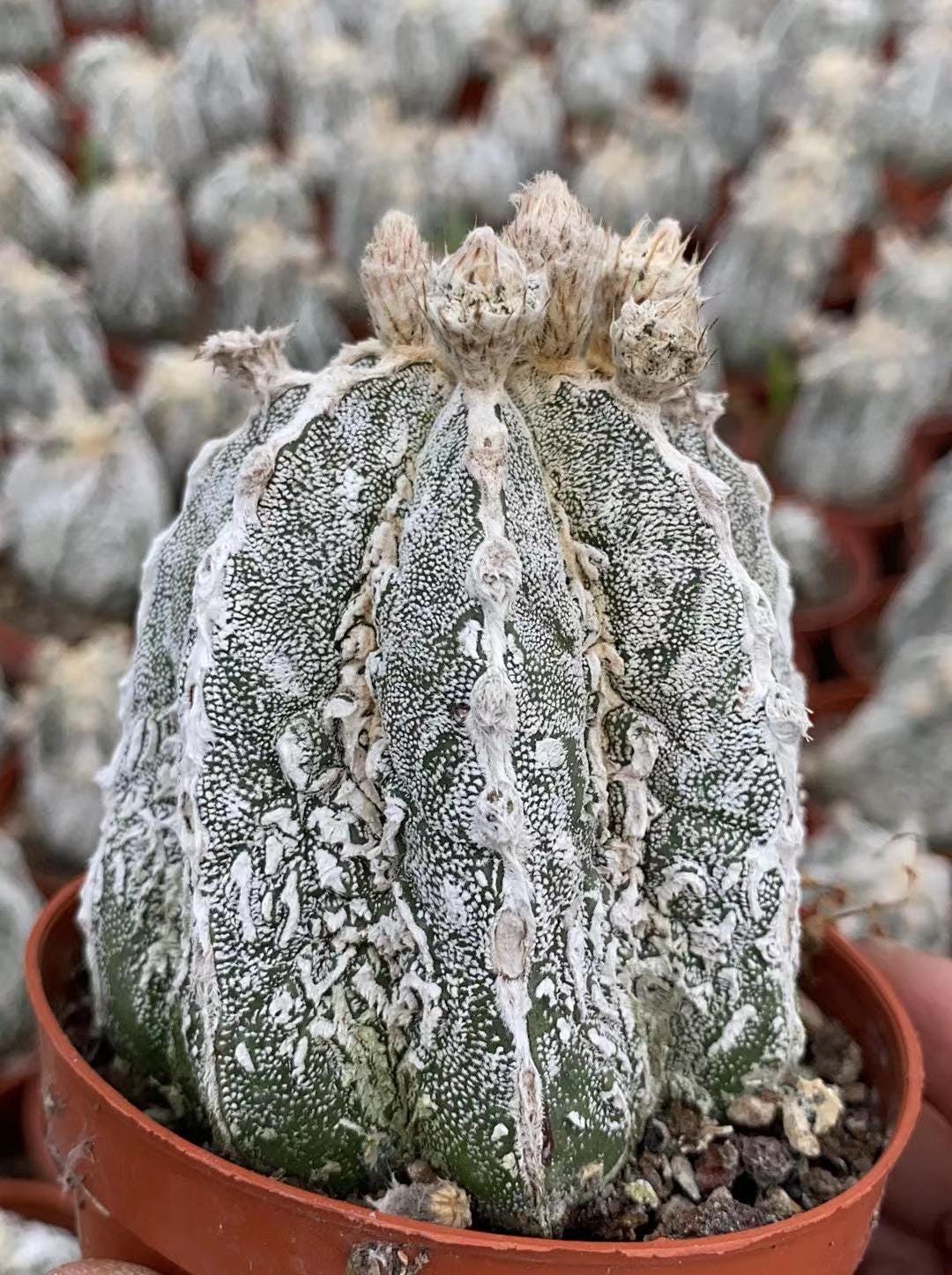 Astrophytum Myriostigma Cv. Onzuka Fukuryu - Etsy