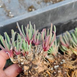 Phyllobolus Resurgens