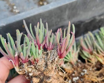 Phyllobolus Resurgens Succulent