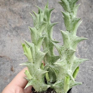 May include: A small potted cactus plant with green, spiky leaves and a white variegation. The plant is in a black plastic pot.