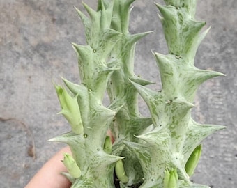 Caralluma Hesperidum (2.5" pot)