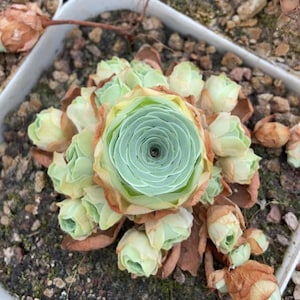 Aeonium Greenovia Gloria Cluster