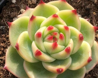 Echeveria Agavoides Blue Dragon 1.5“-2”