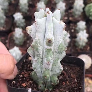 May include: A small, green cactus with a white, powdery coating. The cactus is in a black plastic pot with dark brown soil.