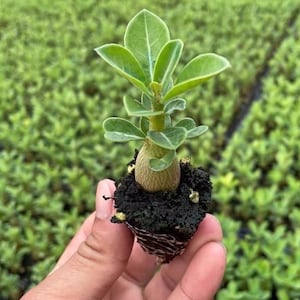 Adenium Obesum: Exotic Succulent Plant