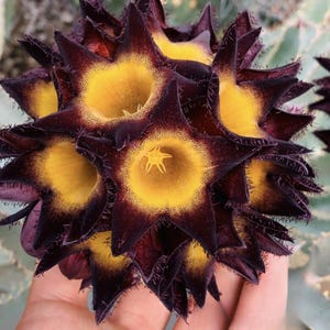May include: Close-up of a cluster of star-shaped flowers. The petals are a deep burgundy color with yellow centers. The flower has a unique texture with small, hair-like filaments along the edges. The overall shape is spherical, creating a striking visual.