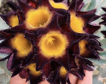 Rare Caralluma Speciosa Succulent 6-8 inches - Unique and Limited Availability