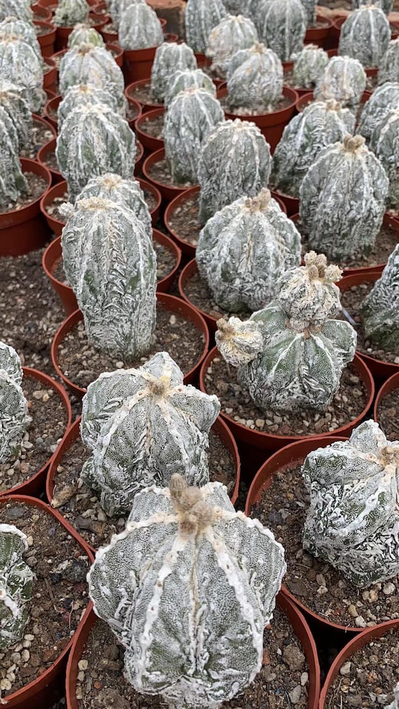Astrophytum Myriostigma Cv. Onzuka Fukuryu - Etsy