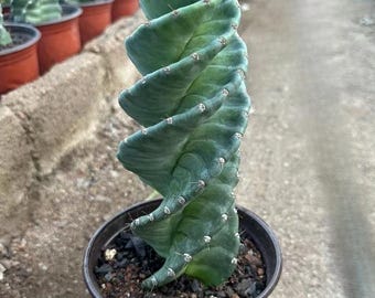 Cereus Validus Spiralis (8”-10”) Live Cactus Plant – Rare Spiral Succulent for Home or Garden