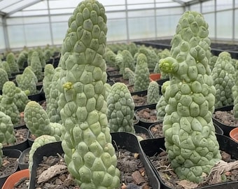 Rare Succulent Larryleachia Cactiformis, Textured Cactus (4" Live Plant)