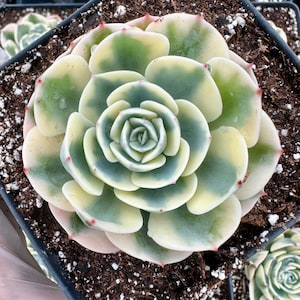 Echeveria Lenore Dean variegated (3”), Exotic Live Succulent Plant