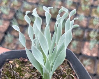 Albuca Concordiana bulb only 0.5“