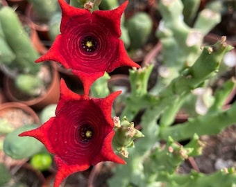 Caralluma Socotrana Cluster