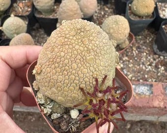 Rare Pseudolithos Migiurtinus Succulent: Variegated Live Plant 2.5 inch pot