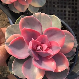 Echeveria Rainbow Variegated (3”), Exotic Live Succulent Plant