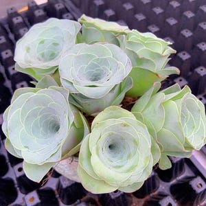 Aeonium Greenovia Wine Cup