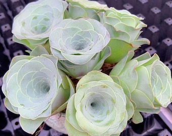 Aeonium Greenovia Wine Cup