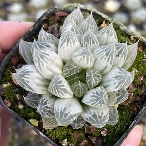 Haworthia White Cooperi Variegata Succulent - Rare Unique Plant for Collectors