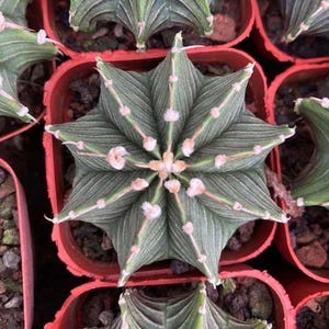 May include: Overhead view of several star-shaped cacti in small red pots. The cacti are a deep green color with white and pink accents. The plants are in a nursery setting.