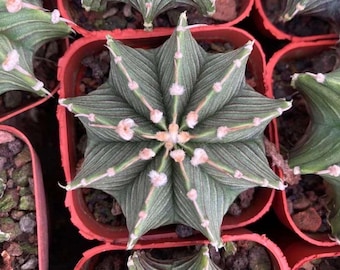 Gymnocalycium Mihanovichii LB2178
