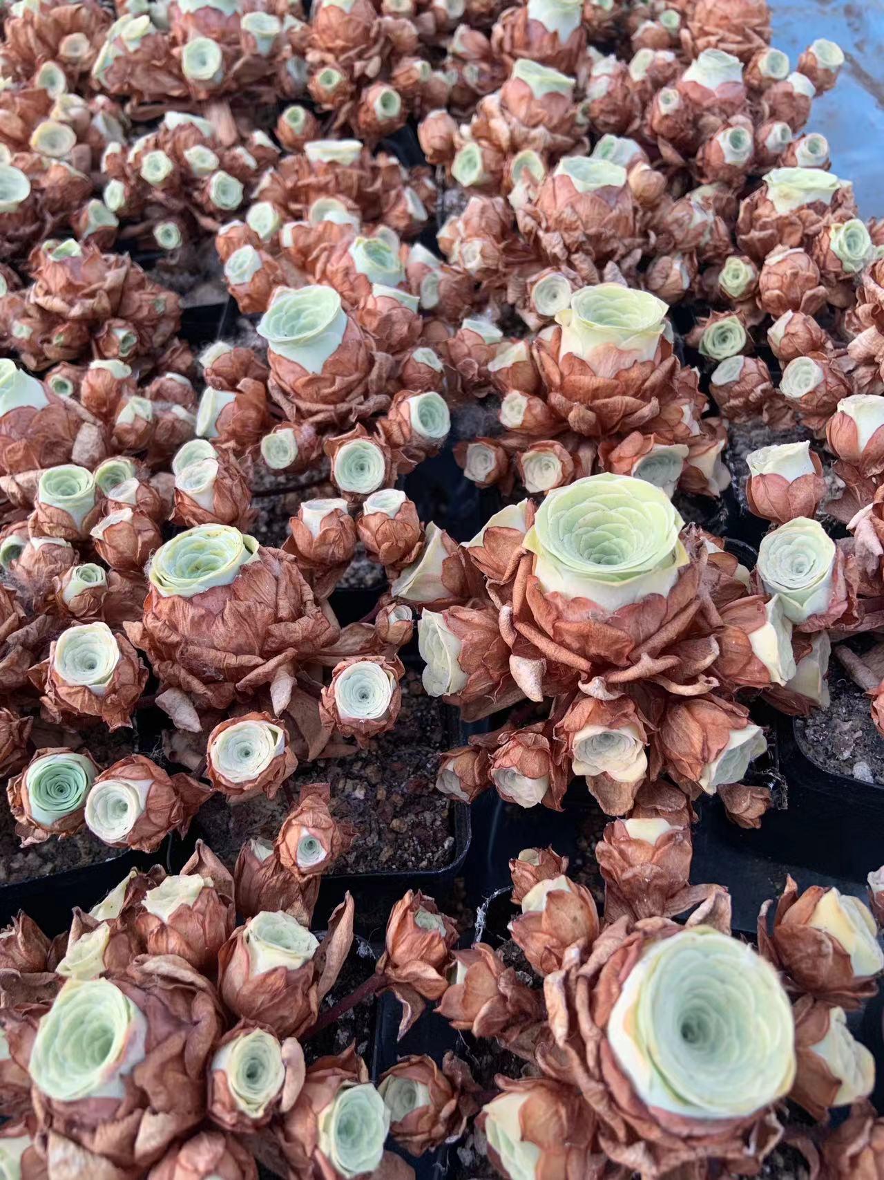Alien Eggs Plants - Etsy