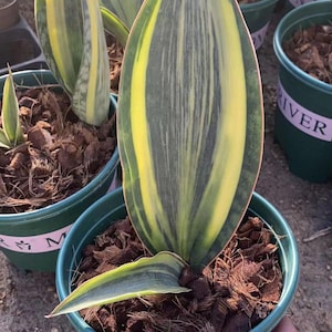 Sansevieria masoniana whale fin variegated Single Leaf 8“