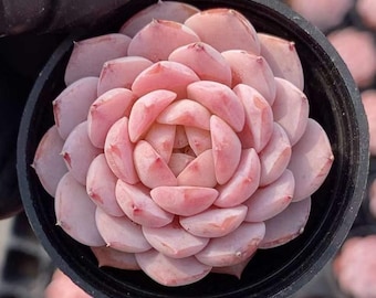 Echeveria Amazing Grace Succulent – Blue-Green Indoor Plant (2")