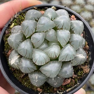 Haworthia Cooperi OB1