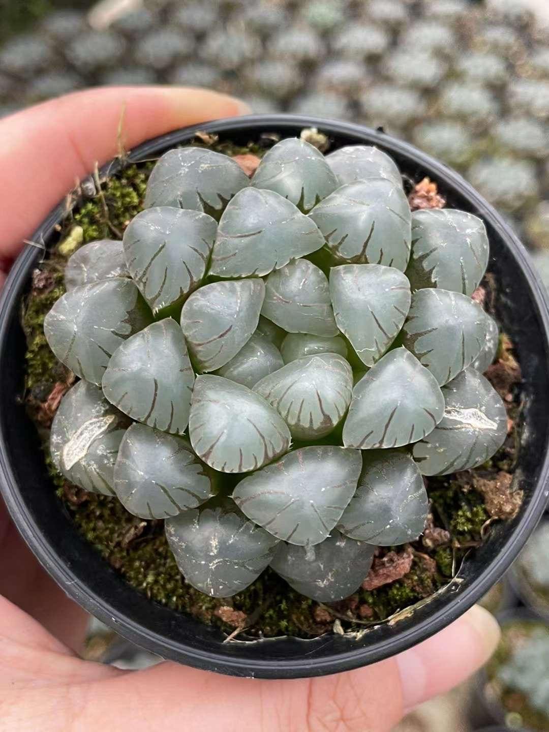 Haworthia Blue - Etsy