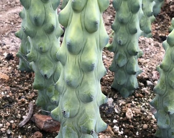 Myrtillocactus Geometrizans Boobie Cactus 6”-8”