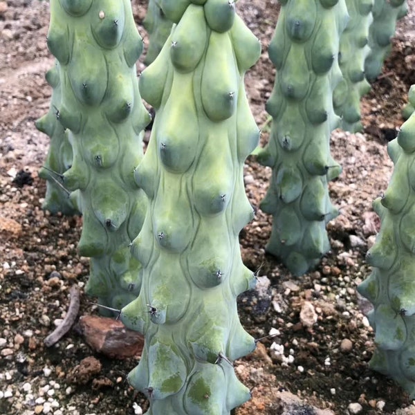 Myrtillocactus Geometrizans Boobie Cactus 4”-6”