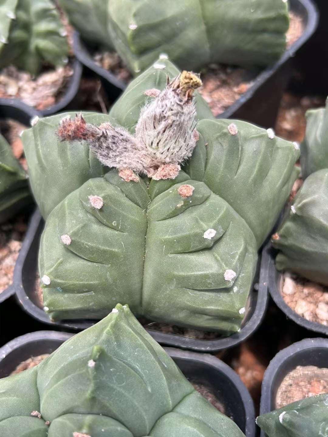 Astrophytum Myriostigma Kikko Cactus: Unique Succulent Home Decor - Etsy