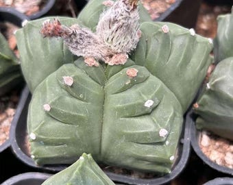 Astrophytum Myriostigma Kikko Cactus: Unique Succulent Home Decor