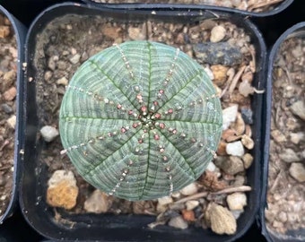 Euphoria Obesa Cutting 1.5", Live Rare Plants, Baseball