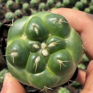 May include: Close-up of a green cactus with rounded segments and white spines. The cactus is held in a person's hand, with other small cacti visible in the background. The plant has a unique, textured appearance.