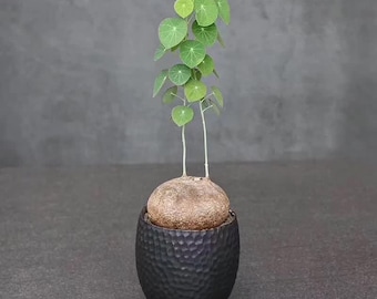Stephania Erecta Bulb Only 2"