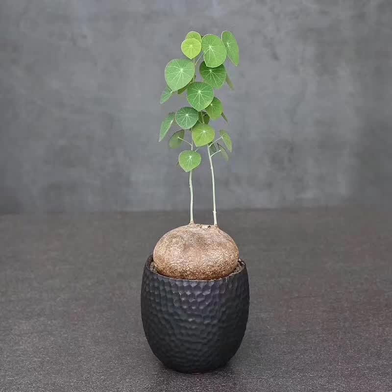 Variegated Stephania Erecta Plant - Etsy