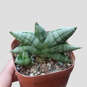 Rare Sansevieria Mini Boncel Succulent - Limited Supply 2&quot;