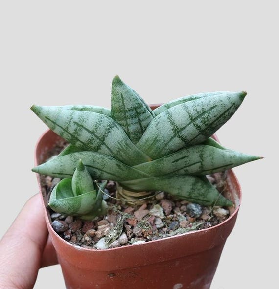 Rare Sansevieria Mini Boncel Succulent - Limited Supply 2