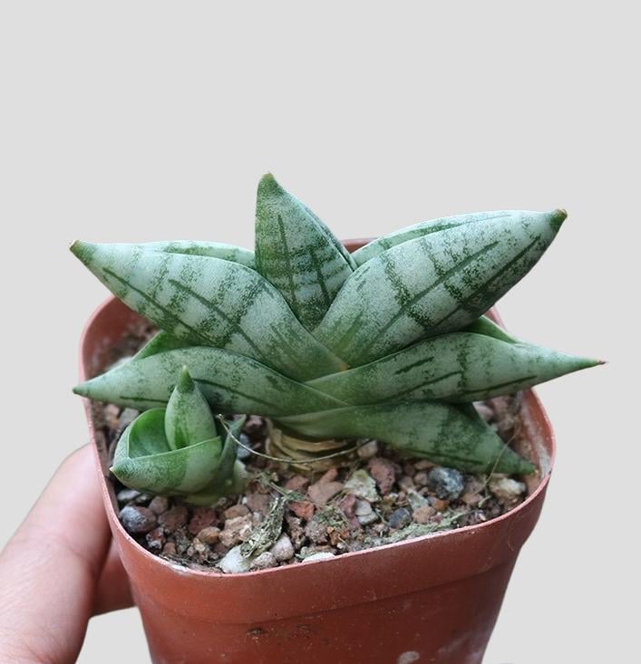 サンスベリア Sansevieria Mini Boncel white v B Sansevieria 'Boncel