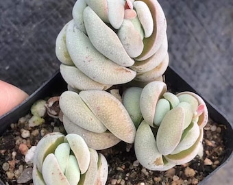 Crassula Alstonii Cluster