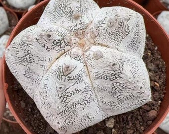 Live Plant, Variegated Astrophytum Onzuka Cactus, Exotic Collector Specimen | 4 Inch Pot | Home Office Gift