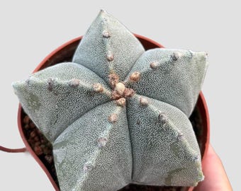 Rare Astrophytum Coahuilense Cactus: Unique Star Succulent