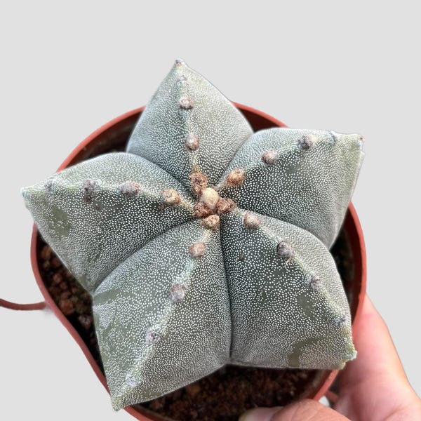 Rare Astrophytum Coahuilense Cactus: Unique Star Succulent