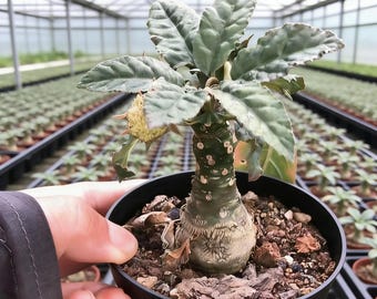 Dorstenia Foetida Succulent - Rare Live Caudex Houseplant