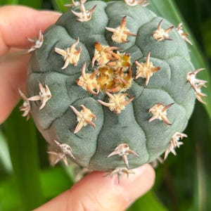 Lophophora Variegated - Etsy
