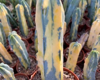 Myrtillocactus Geometrizans variegated